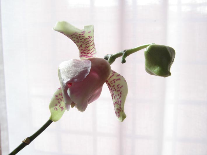 in attesa delle orchidee spontanee..mi accontento...